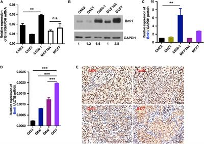 Internal Ribosome Entry Sites Mediate Cap-Independent Translation of Bmi1 in Nasopharyngeal Carcinoma